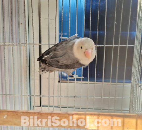 Mauve opaline Lovebird